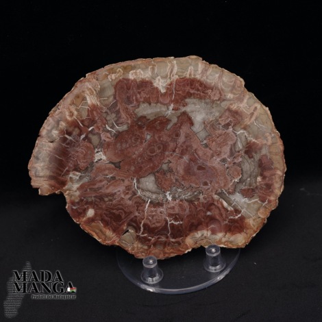 10675_p_fetta_in_legno_fossile13.jpg