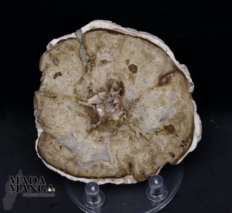 10676_p_fetta_in_legno_fossile18.jpg