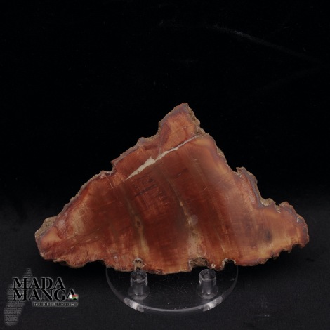 Fetta Legno Fossile cm.9,8x6,2