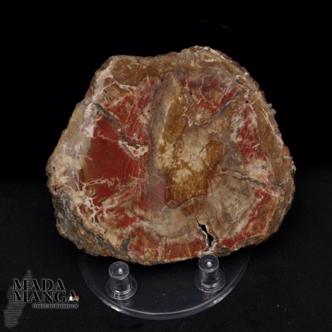 Fetta Legno Fossile cm.10x8,8