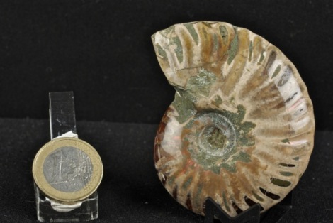 Ammonite intera