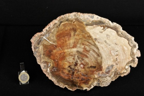 Fetta di legno fossile