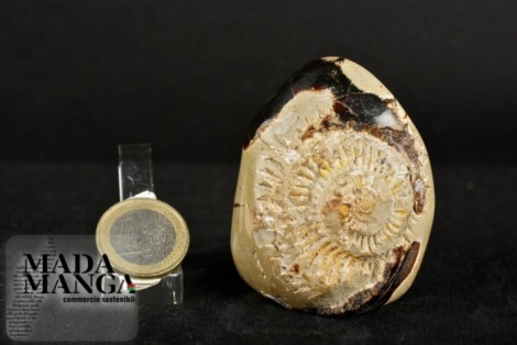 Septaria con calco di ammonite