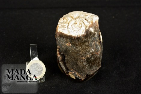 Rara septaria con ammonite