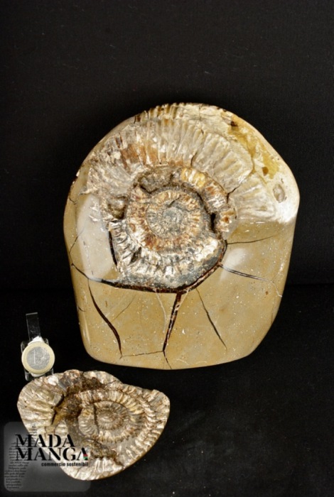 Rara septaria con ammonite