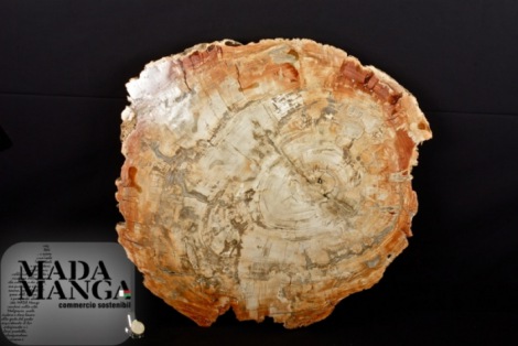 Grande fetta di legno fossile