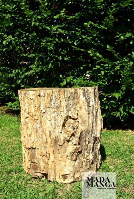 Grande tronco di legno fossile