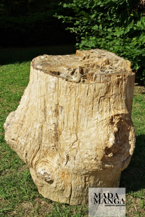Grande tronco in legno fossile da collezione