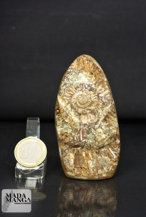 Septaria con calco di Ammonite