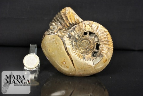 Rara Septaria con Ammonite