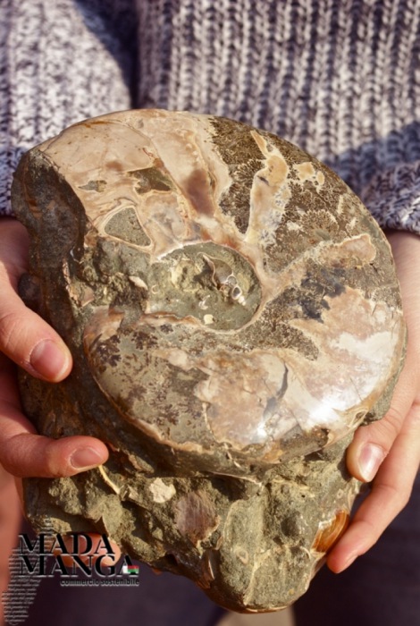 Ammonite con Nautilus e conchiglie fossili