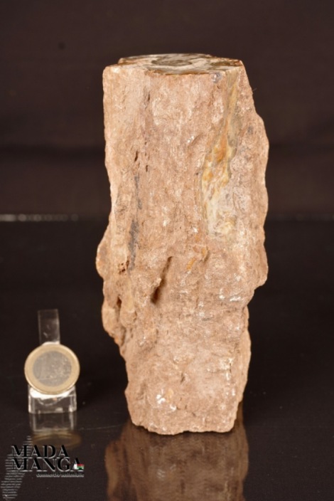 Tronchetto in legno fossile