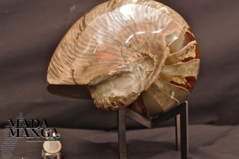 Grande nautilus  con inclusione fossile