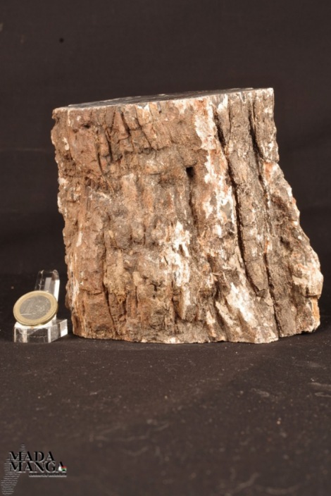 Tronchetto di Legno Fossile