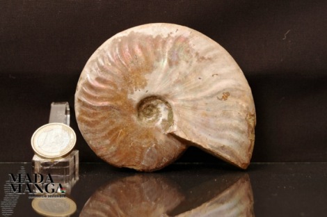 Ammonite Desmoceras