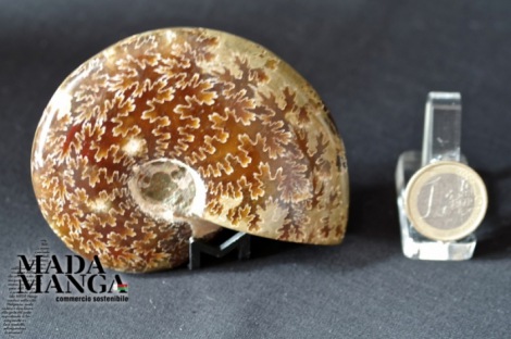 Ammonite intera lucidata