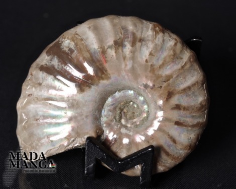 Ammonite intera lucidata cm.4,9