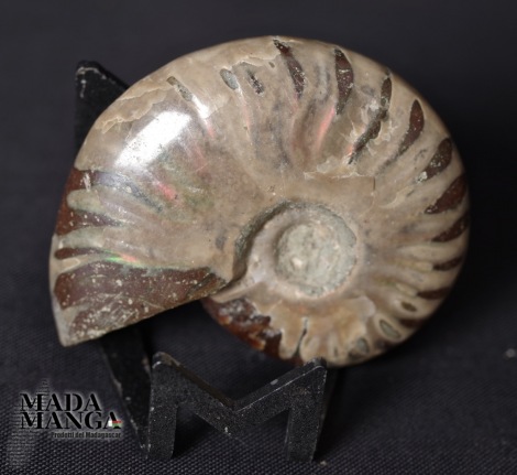Ammonite intera lucidata