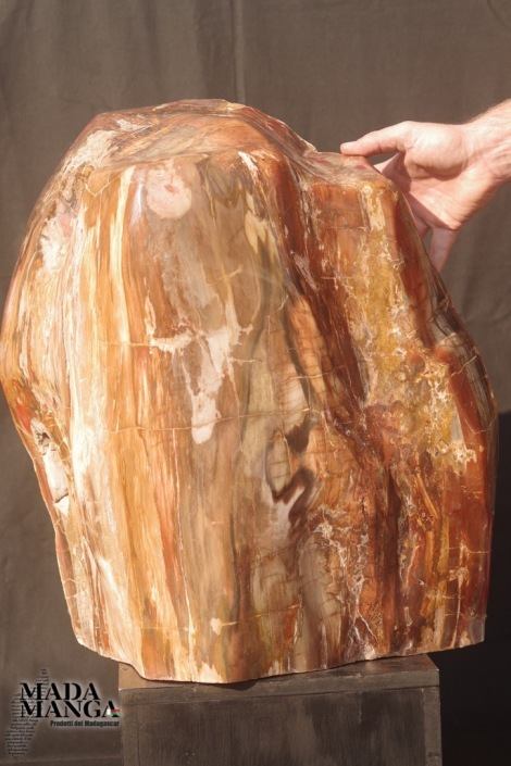 Tronco di legno fossile semi lavorato