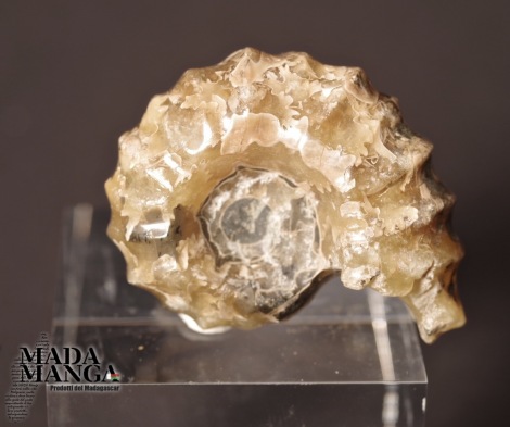 ammonite Douvilleiceras lucidata