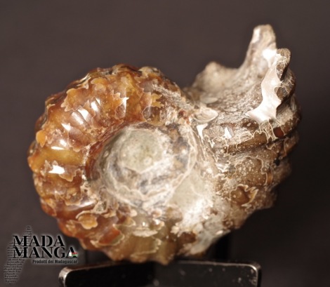 Ammonite Douvilleiceras lucidata