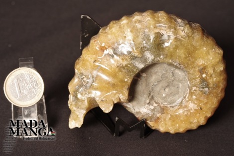 Ammonite Douvilleiceras lucidata