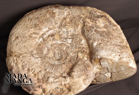 Grande Ammonite con Septaria