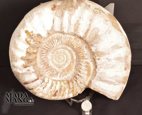 Grande Ammonite intera grezza