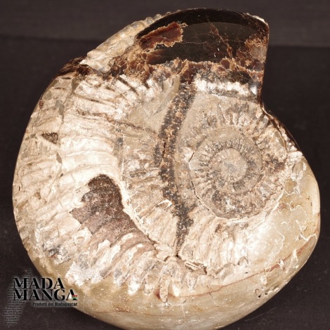 Rara ammonite con septaria