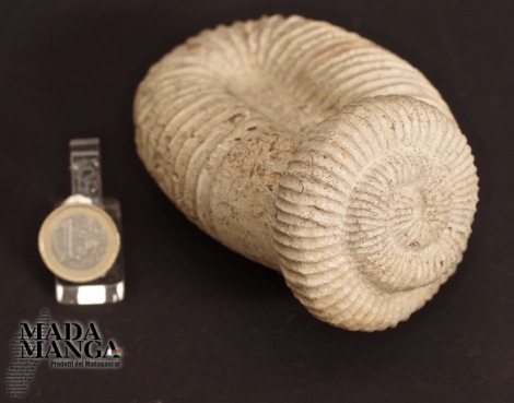 Ammonite Eteromorfa grezza