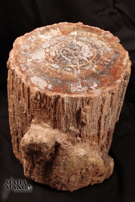 Tronco in Legno Fossile cm.38H