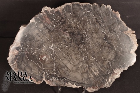 Fetta di Legno fossile cm.22x15,5