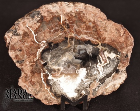 Fetta di Legno fossile cm.8X6,4