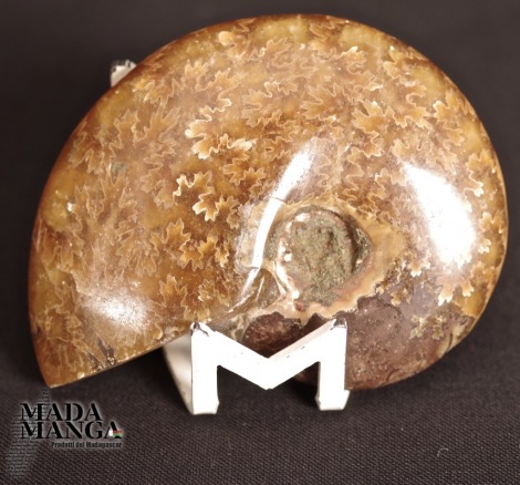 Ammonite intera lucidata