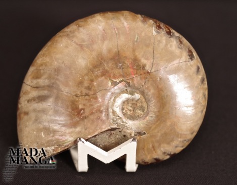 Ammonite intera lucidata cm.5,8