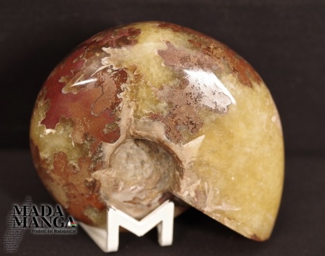 Ammonite intera lucidata cm.6,8