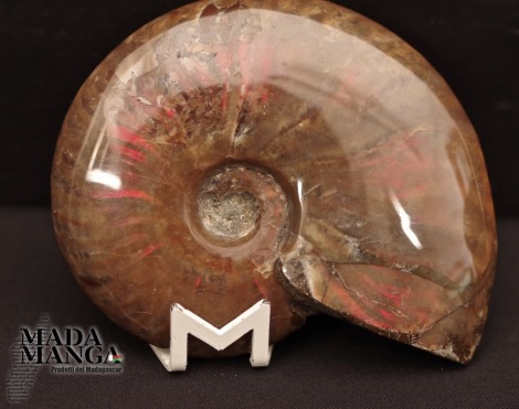 Ammonite intera lucidata cm.8,1