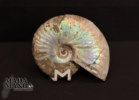 Ammonite Desmoceras cm.9