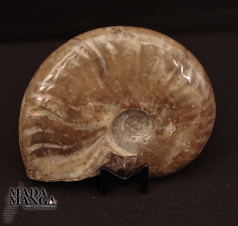 Ammonite intera lucidata cm.7,3