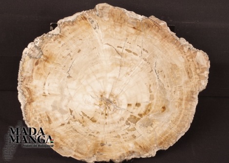 Fetta Legno Fossile cm.20x16