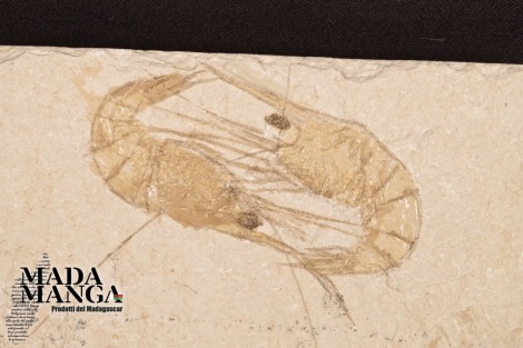 Gamberi Fossili Carpopenaeus Callirostris