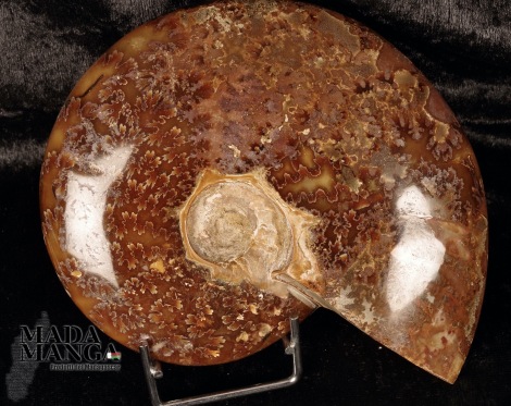 Ammonite intera cm.14,5