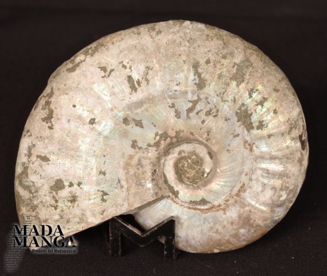 Ammonite Desmoceras cm.7,9