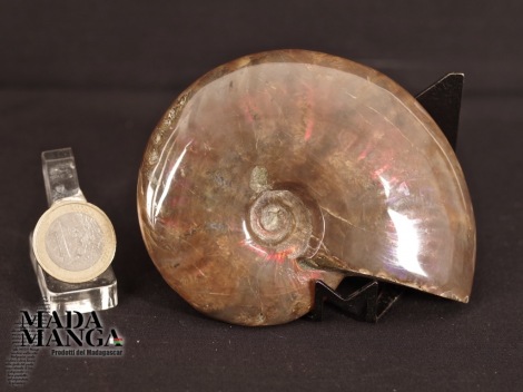 Ammonite intera lucidata cm.9,8