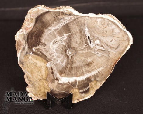 Fetta Legno Fossile cm.7,6x6,6