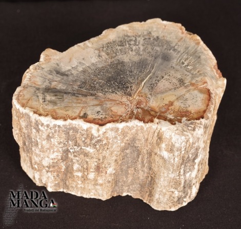 Tronchetto di Legno Fossile cm.9x7H