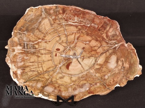 Fetta Legno Fossile cm.13,5x9,5