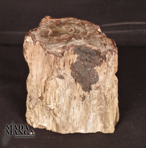 Tronchetto di Legno Fossile cm.6x6,2H