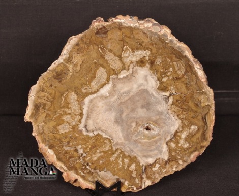 Fetta Legno Fossile cm.13x11,7