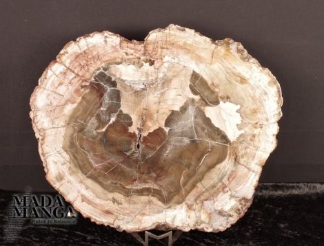 Grande Fetta Legno Fossile cm.32,5x27